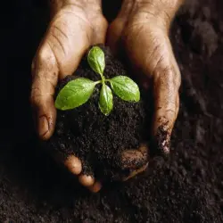 Agricultural Stalgrow Fertilizer, UsageApplication Agricultural