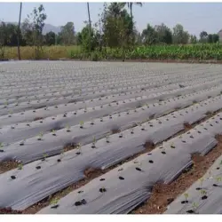 Mulchin Film For Tamper Bag, Agri Product, UsageApplication Vegetable Crops