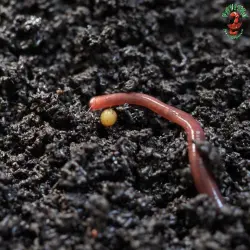 Organic Manure, Form Granules