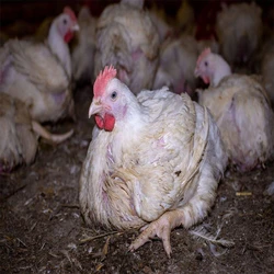 Breed Live Chicken