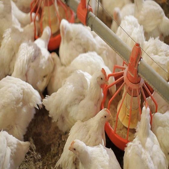 broiler-breed-brown-2.webp