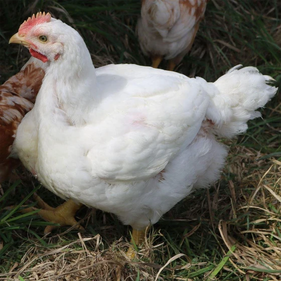 white-female-broiler-breed-2.webp