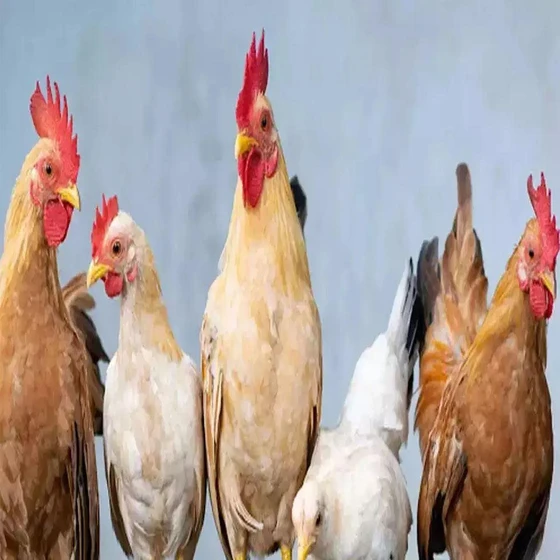 white-poultry-farm-chicks-2.webp