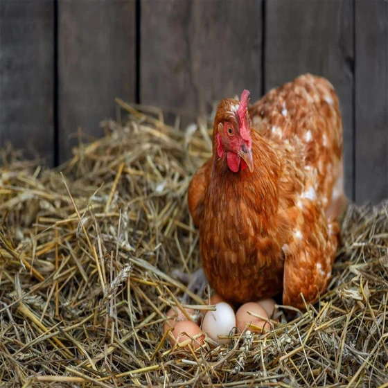 bulk-poultry-chicks-2.webp
