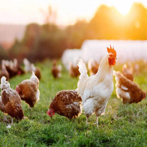 natural-poultry-chicks-2.webp