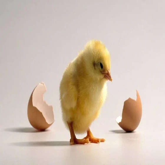 newborn-baby-poultry-chicks-2.webp