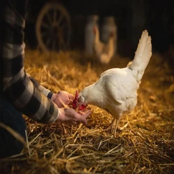 White Poultry Farm Chicks