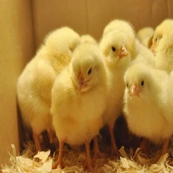 Live Poultry Farm Chicks