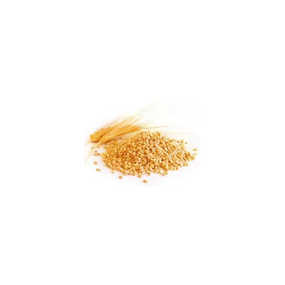 fresh-wheat-2.webp
