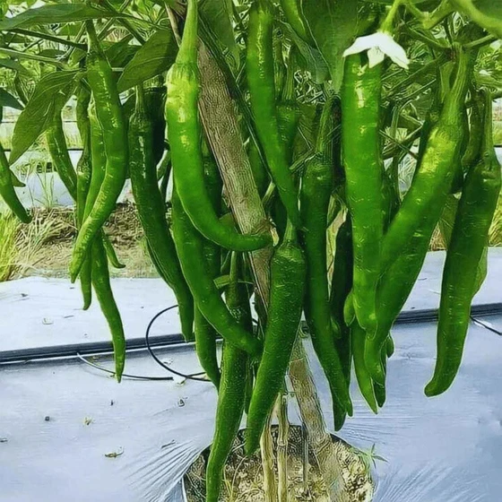f1-hybrid-chilli-seed-2.webp