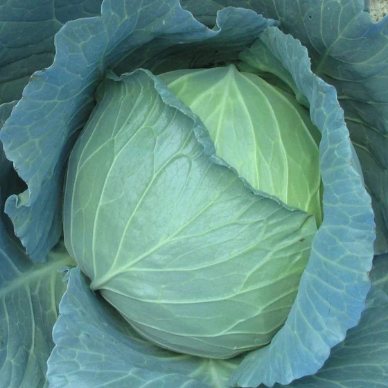 f1-hybrid-cabbage-seed-2.webp