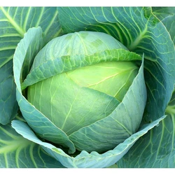 F1 Hybrid Cabbage Seed