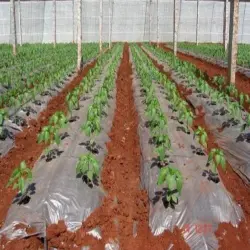 Onion and garlic Mulching film Roll, Colour White-Black