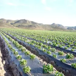 Mulching film, UsageApplication Agriculture