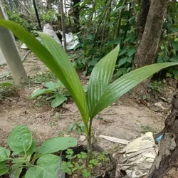 Organic Areca Palm Plant, Color Green