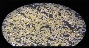 Synthetic Diamond Powder, Usage Jewellery
