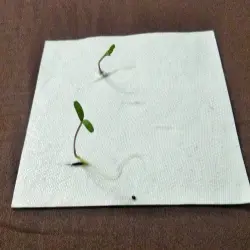 Seed Germination Paper, Material Paper