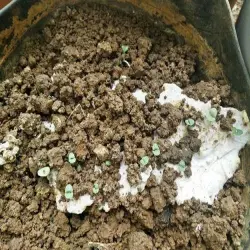 Basil seed, Capacity 500gm