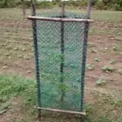 Tree Guard Weld Mesh Pinjra, No Of Legs 4