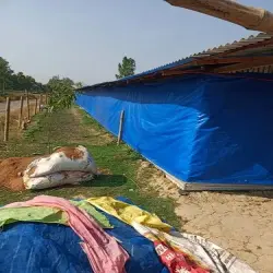 Poultry Curtain, Equipment Type Poultry Feeder