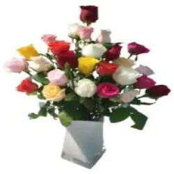 Fresh Dutch Roses, Purpose Decoration