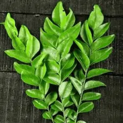 Curry Leaves, Processing Type Raw