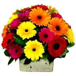 Fresh Gerbera Flower, Stem Length 65 cm