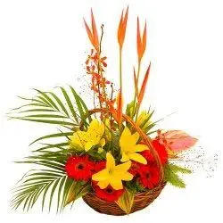 Oriental Lilly Flowers, Purpose Decoration