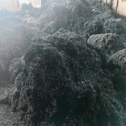 Plate Scrap, Color Brown