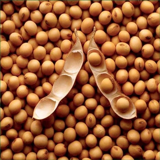 soya-bean-brown-1.webp
