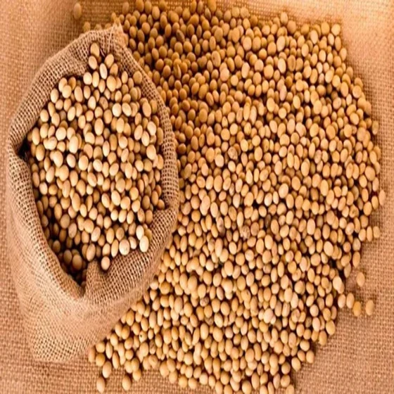 soya-bean-brown-2.webp