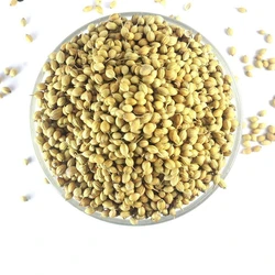 Organic Coriander Seed