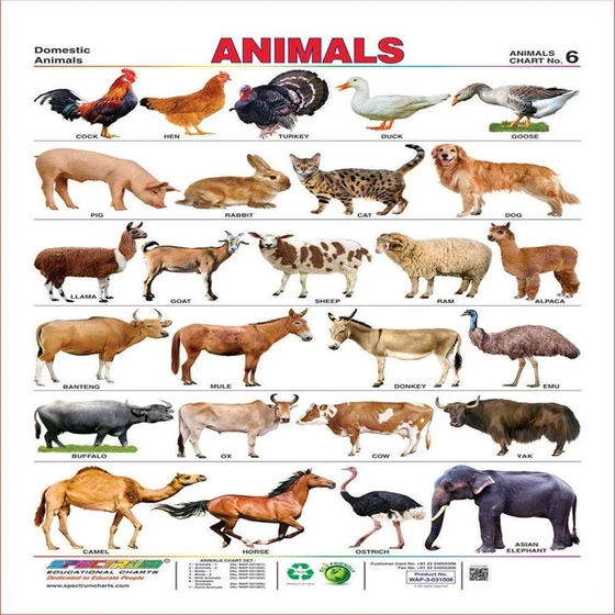 animal-wall-chart-1.webp
