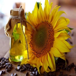 Sunflower Organic Oil