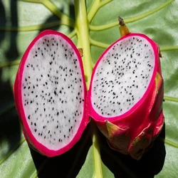 Indian Dragon Fruits