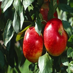 Healthy Round Apple Fruits
