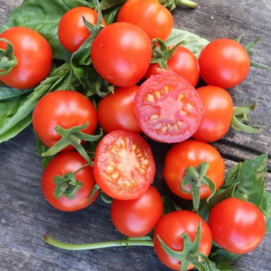 red-organic-tomato-2.webp