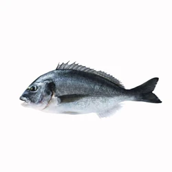 Black Sea Bream