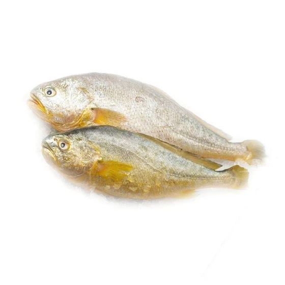 yellow-croaker-fish-2.webp