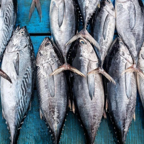 frozen-tuna-fish-1.webp