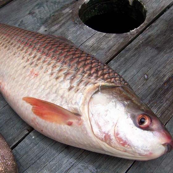 mosu-mrigal-fish-2.webp