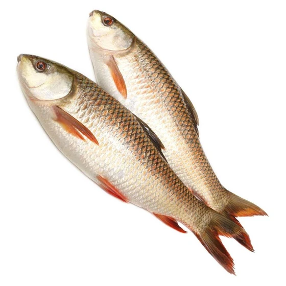 raw-rohu-fish-2.webp