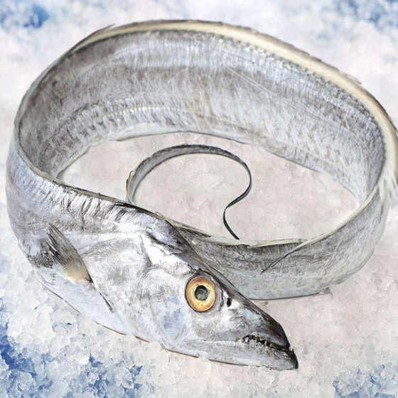sea-ribbon-fish-2.webp
