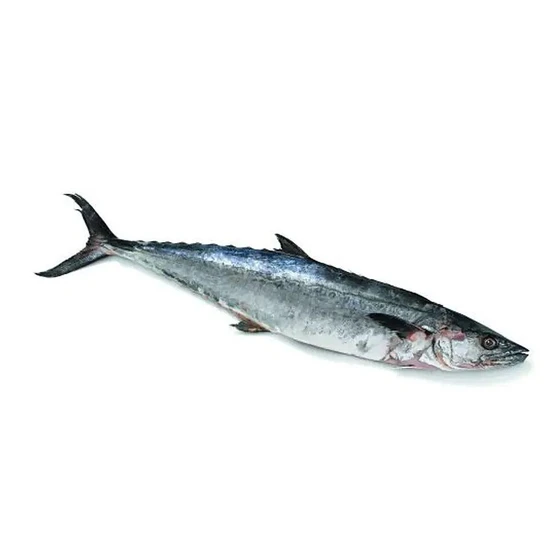 frozen-whole-seer-fish-2.webp