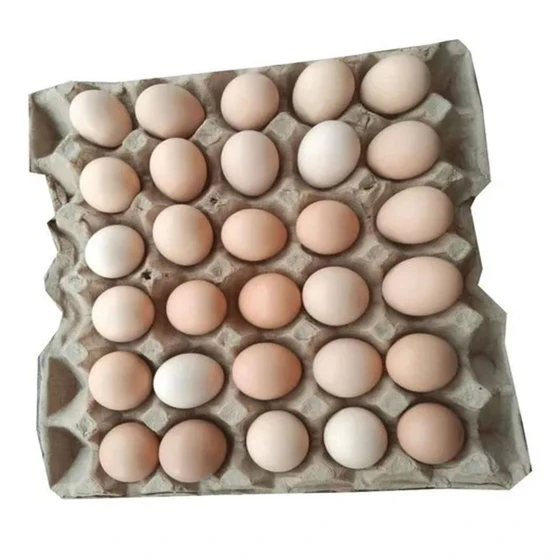 hatching-chicken-egg-1.webp