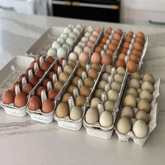 hatching-chicken-egg-2.webp