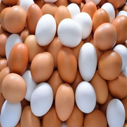 Nutritious Brown Poultry Egg