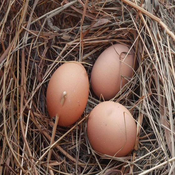 nest-laid-egg-2.webp