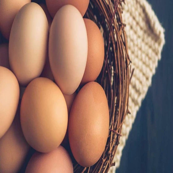 enriched-chicken-egg-2.webp