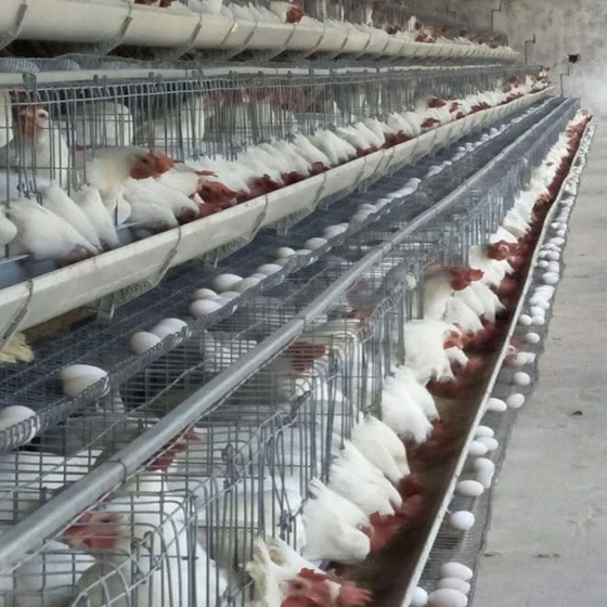 poultry-silver-cage-2.webp